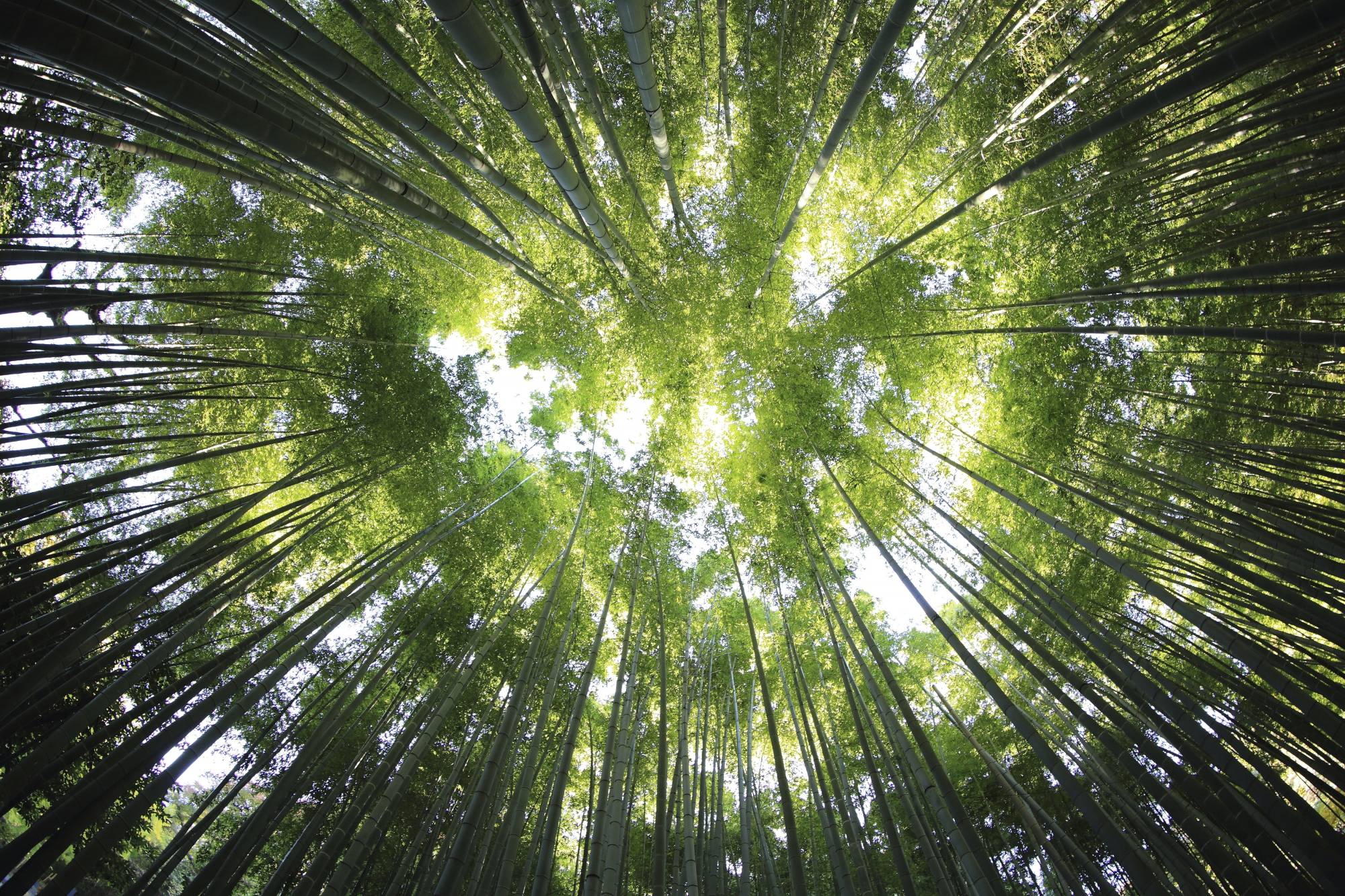 Forêt bambou