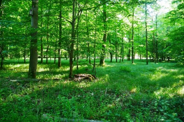 Broadleaf forest of the plain.